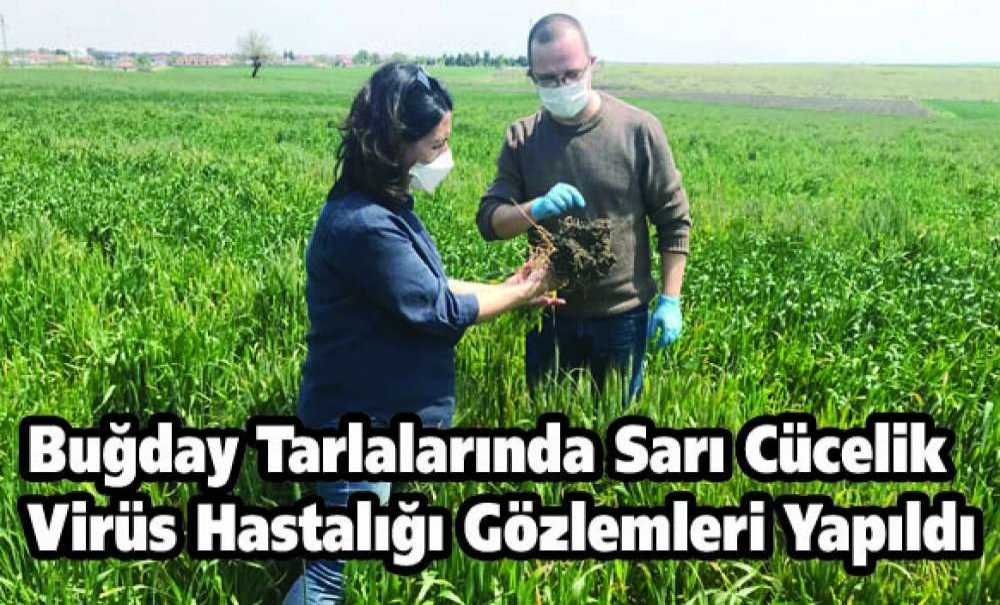 Buğday Tarlalarında Sarı Cücelik Virüs Hastalığı Gözlemleri Yapıldı