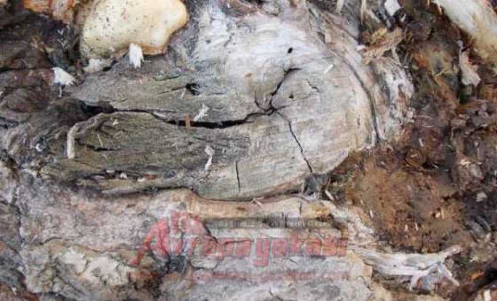 Çorlu Belediyesi Basın Açıklaması Yaparak Ağaç Kesti