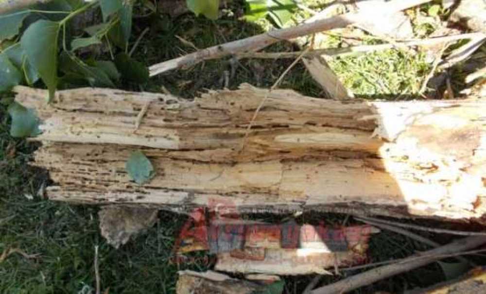 Çorlu Belediyesi Basın Açıklaması Yaparak Ağaç Kesti