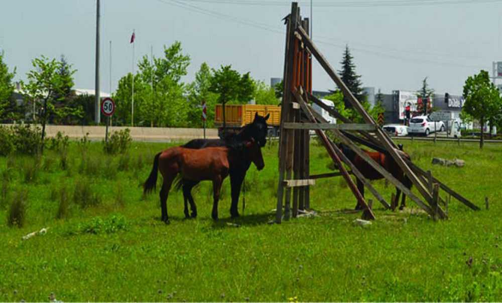 Başıboş Atlar Çorlu'nun Sorunu Haline Geldi