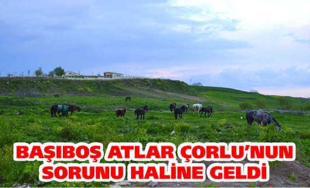 Başıboş Atlar Çorlu'nun Sorunu Haline Geldi