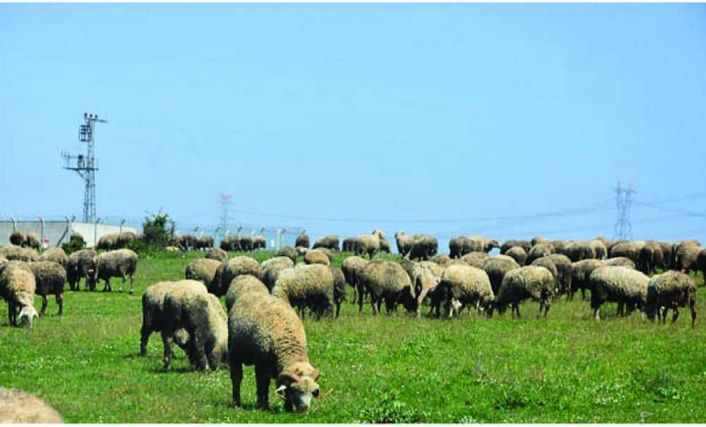 Islah Edilen Meralarda Hayvanlar Otlamaya Başladı