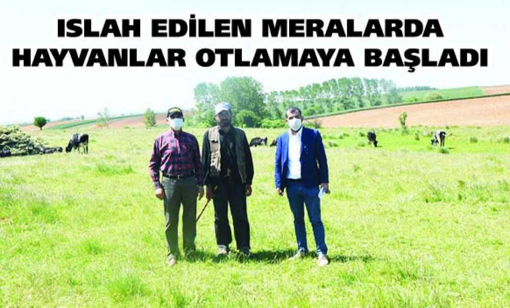 Islah Edilen Meralarda Hayvanlar Otlamaya Başladı