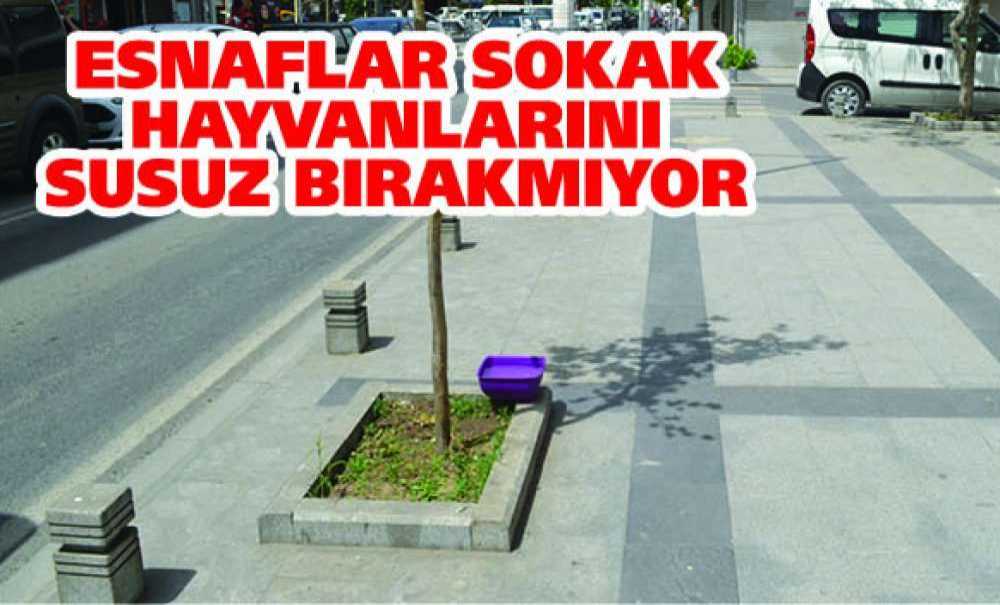 Esnaflar Sokak Hayvanlarını Susuz Bırakmıyor