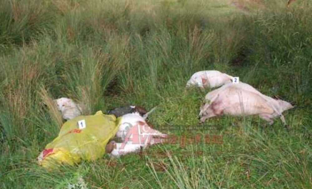 Yağmura Merada Yakalanan Yaşlı Adama Yıldırım Çarptı