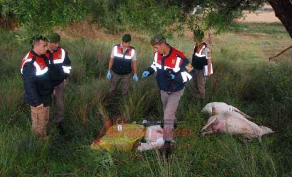 Yağmura Merada Yakalanan Yaşlı Adama Yıldırım Çarptı