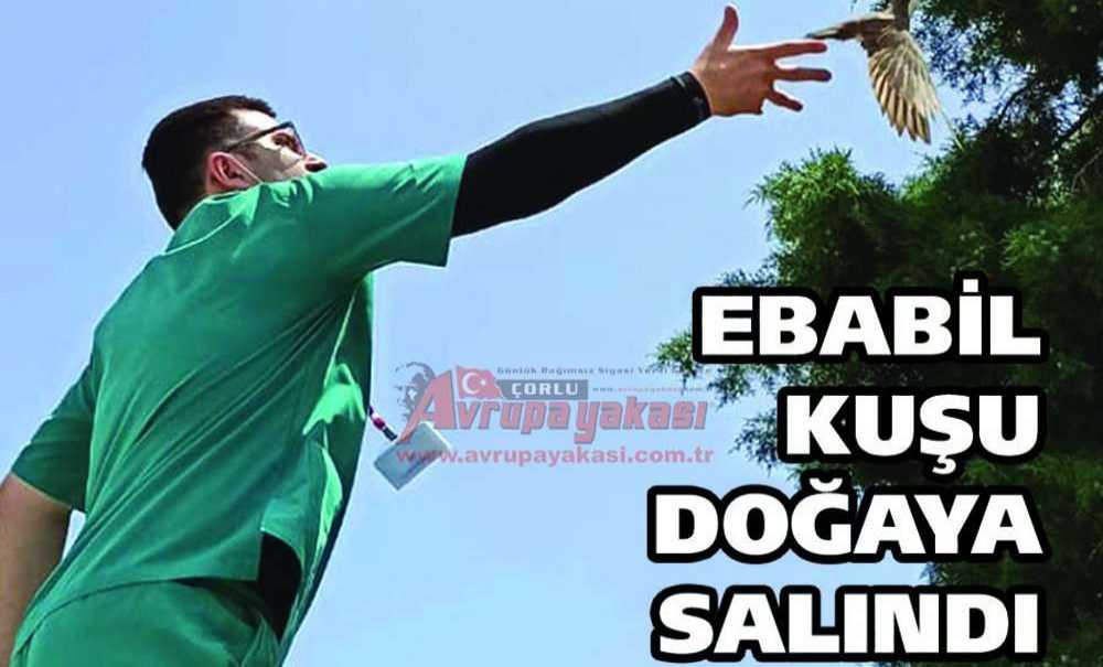 Ebabil Kuşu Doğaya Salındı