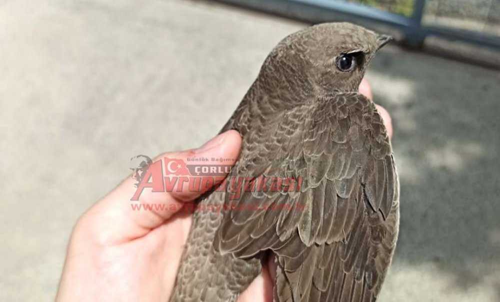 Ebabil Kuşu Doğaya Salındı