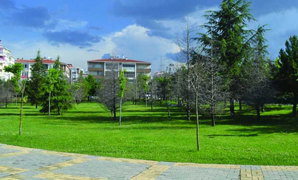 Parktaki Onlarca Ağaç Neden Kurudu?