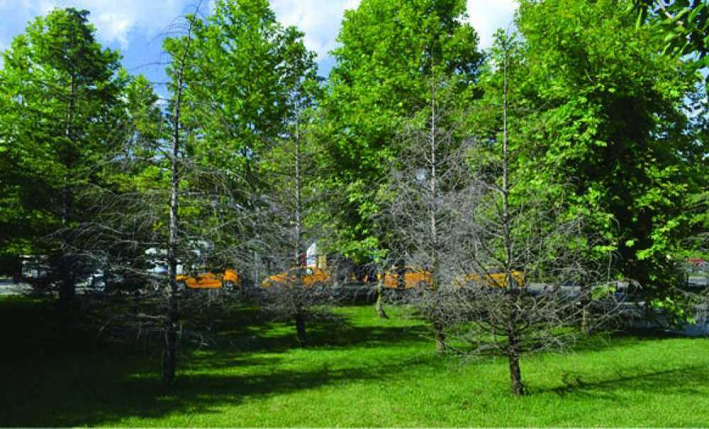 Parktaki Onlarca Ağaç Neden Kurudu?