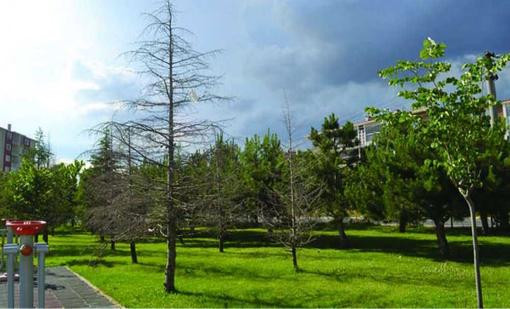 Parktaki Onlarca Ağaç Neden Kurudu?