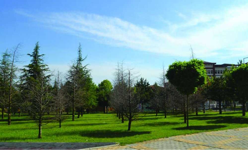 Parktaki Onlarca Ağaç Neden Kurudu?