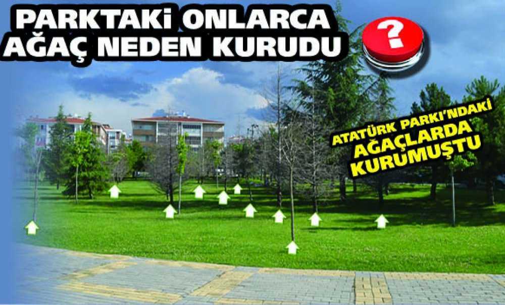 Parktaki Onlarca Ağaç Neden Kurudu?