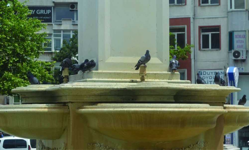 Güvercinler Susuz Kalıyor