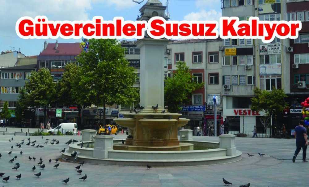 Güvercinler Susuz Kalıyor