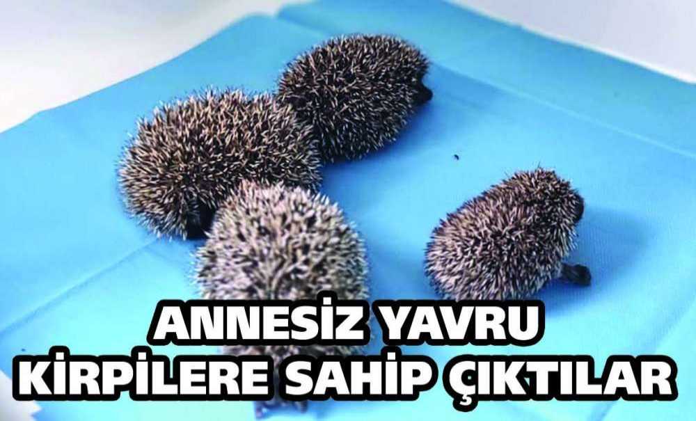 Annesiz Yavru Kirpilere Sahip Çıktılar