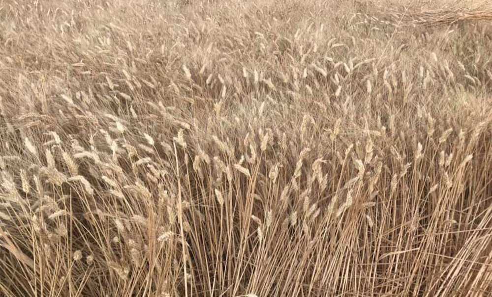 “Buğdayda Yüzde 40 Verim Kaybı Var”