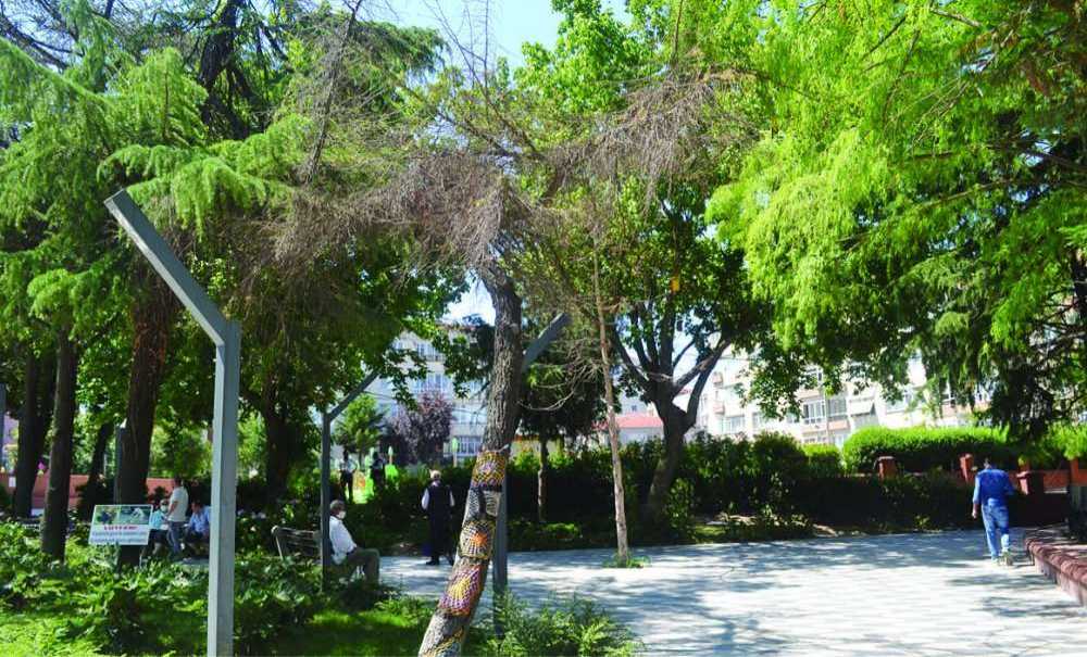 Kuruyan Ağaçlar Böylece Duracak Mı?