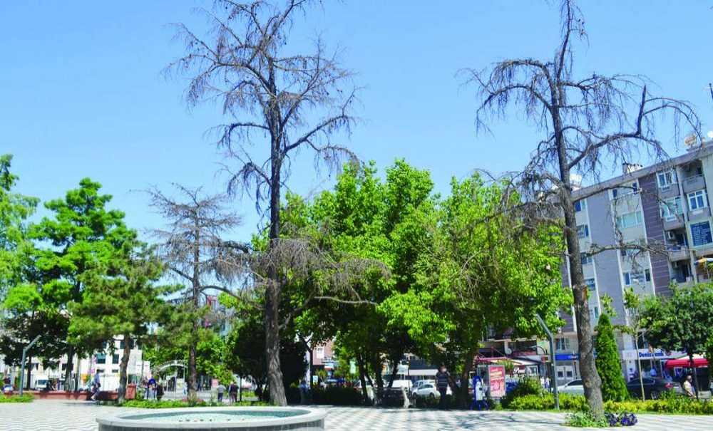 Kuruyan Ağaçlar Böylece Duracak Mı?