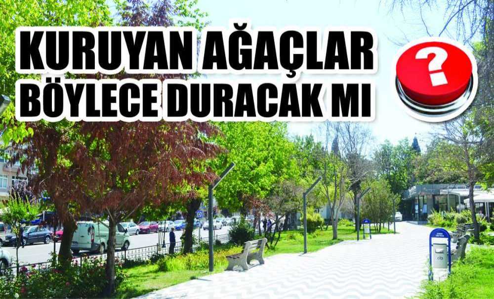 Kuruyan Ağaçlar Böylece Duracak Mı?