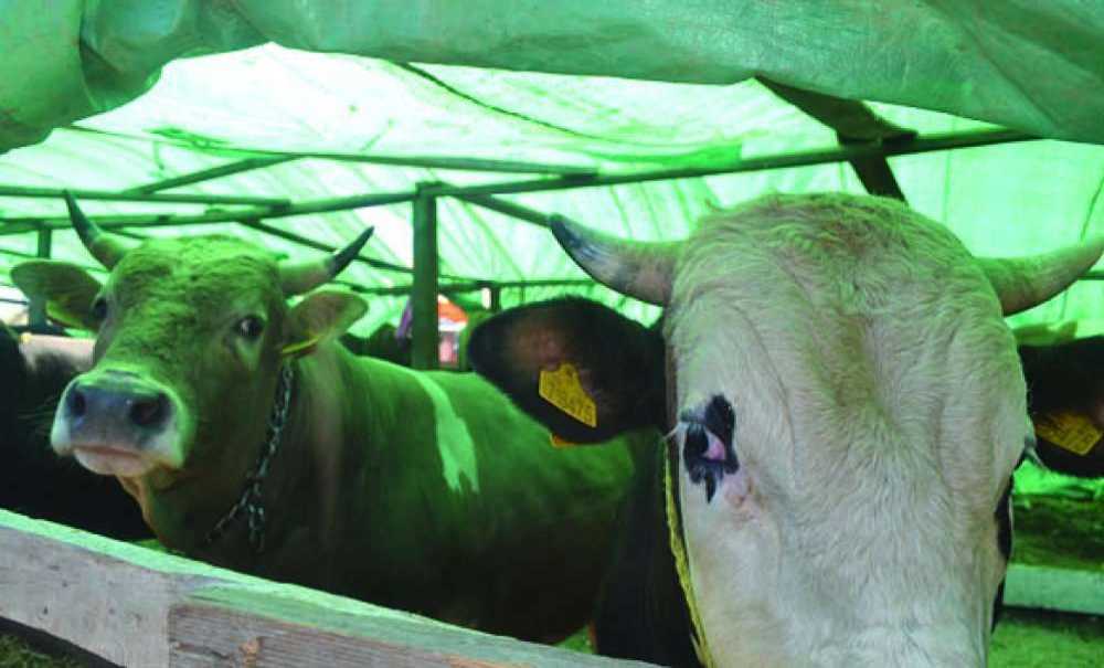 Kurbanlık Satışları Devam Ediyor