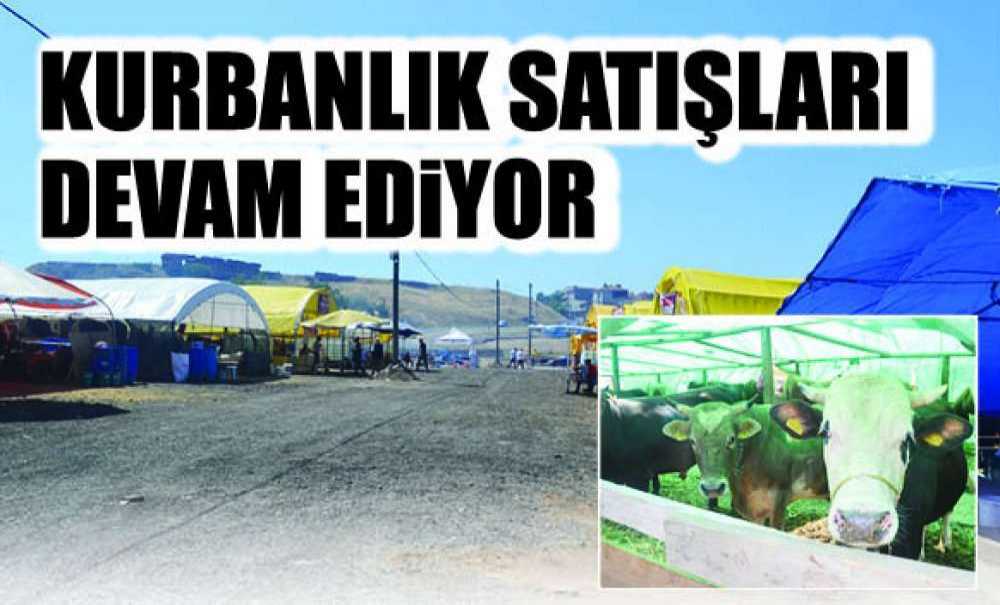 Kurbanlık Satışları Devam Ediyor