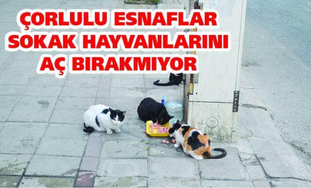 Çorlulu Esnaflar Sokak Hayvanlarını Aç Bırakmıyor