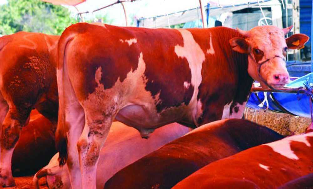 Kurban Kesim Noktaları Belirlendi