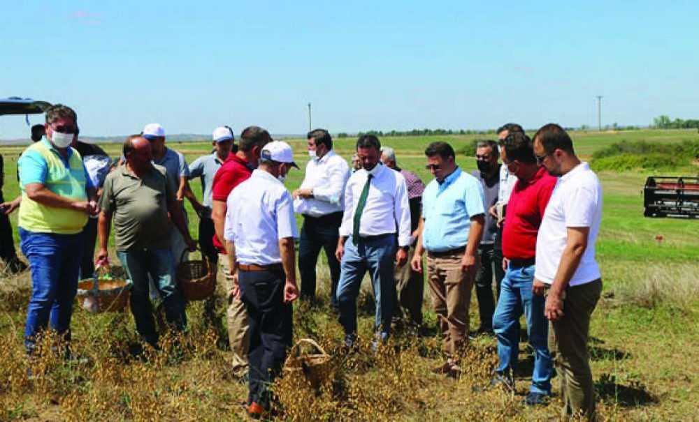 İlk Nohut Hasadı Gerçekti