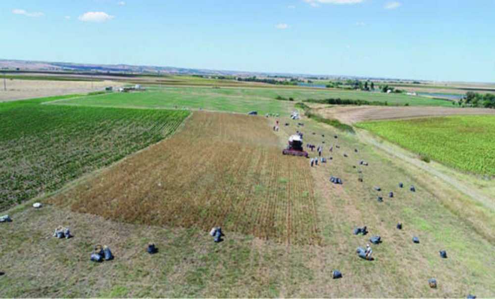 İlk Nohut Hasadı Gerçekti