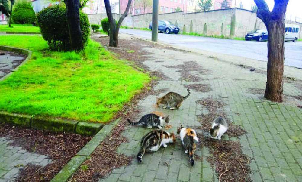 “Sokaktaki Dostlarımıza Sahip Çıkıyoruz”