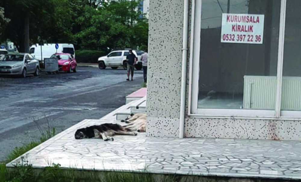 Vatandaşlar Belediyeden Çözüm Bekliyor