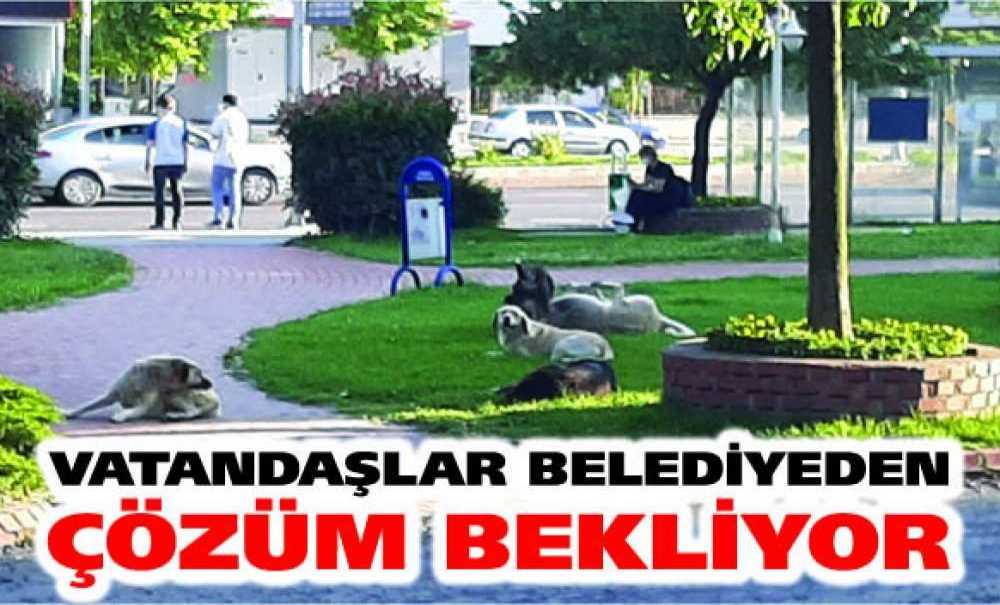 Vatandaşlar Belediyeden Çözüm Bekliyor