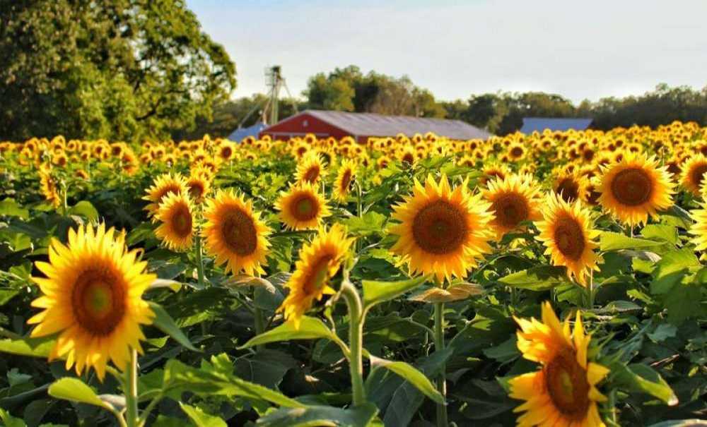 Ayçiçeği Fiyatları Çiftçilerin Yüzünü Güldürdü