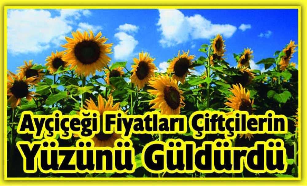 Ayçiçeği Fiyatları Çiftçilerin Yüzünü Güldürdü