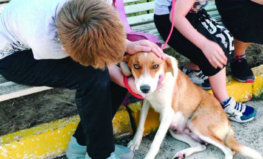 ‘Dünya Köpek Günü'nde Farkındalık Yarattılar