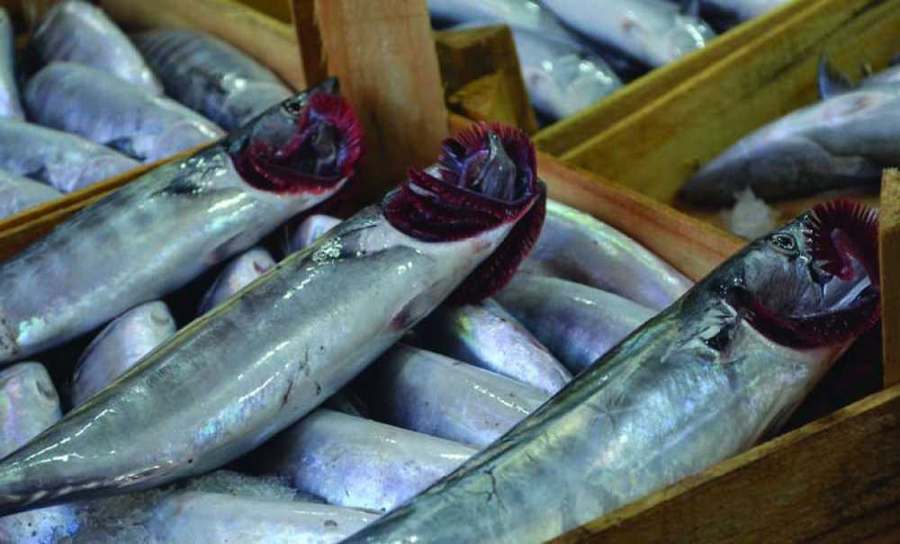 “Denizlerde Balık Bolluğu Var”