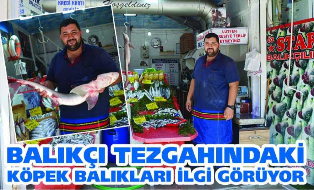 Balıkçı Tezgahındaki Köpek Balıkları İlgi Görüyor