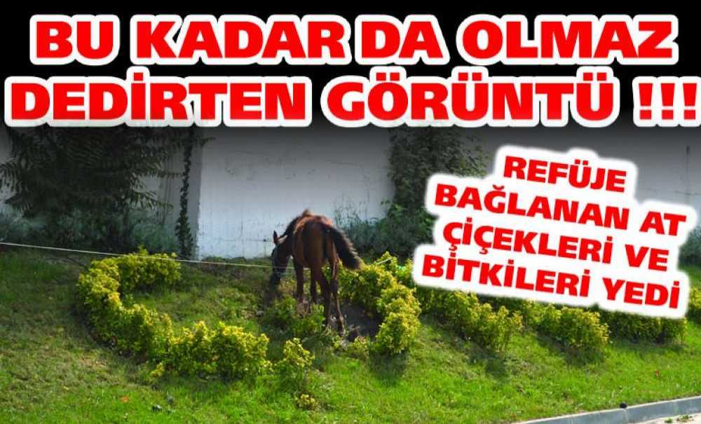 Bu Kadarda Olmaz Dedirten Görüntü !!!