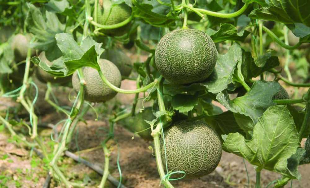 Çorlu'daki Üreticilere Müjdeli Haber