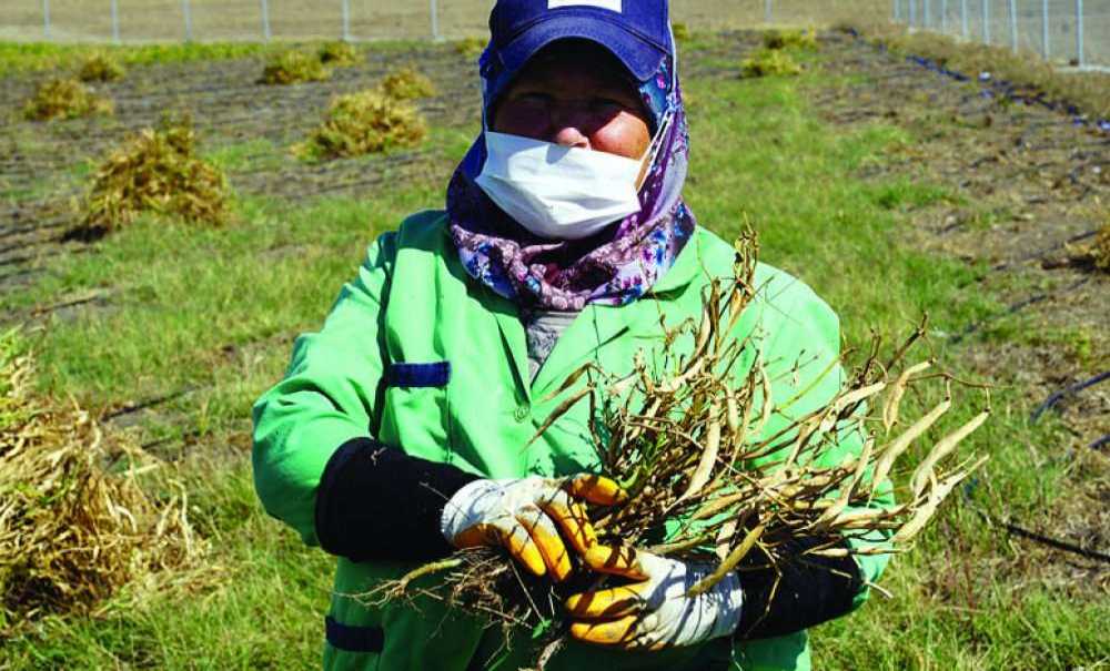 Fasulyede İkinci Hasat Yapıldı