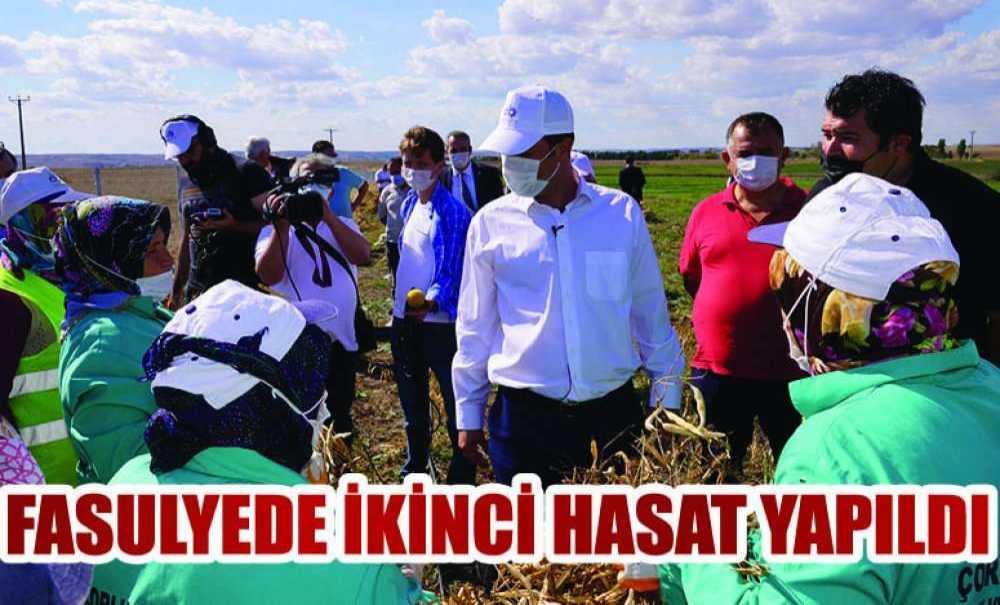 Fasulyede İkinci Hasat Yapıldı