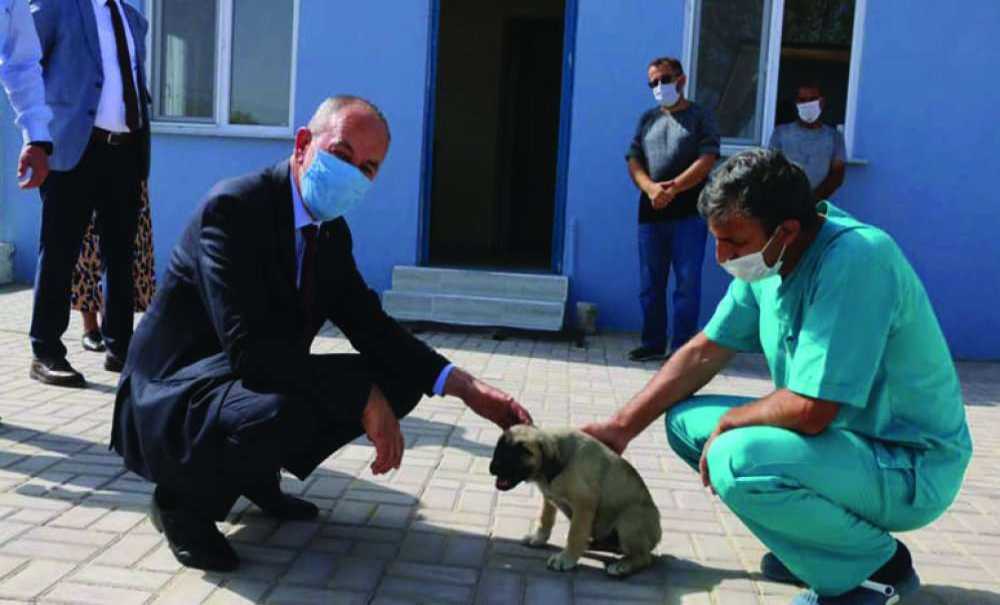 Sokak Hayvanlarının, Bakım Evi Yenilendi