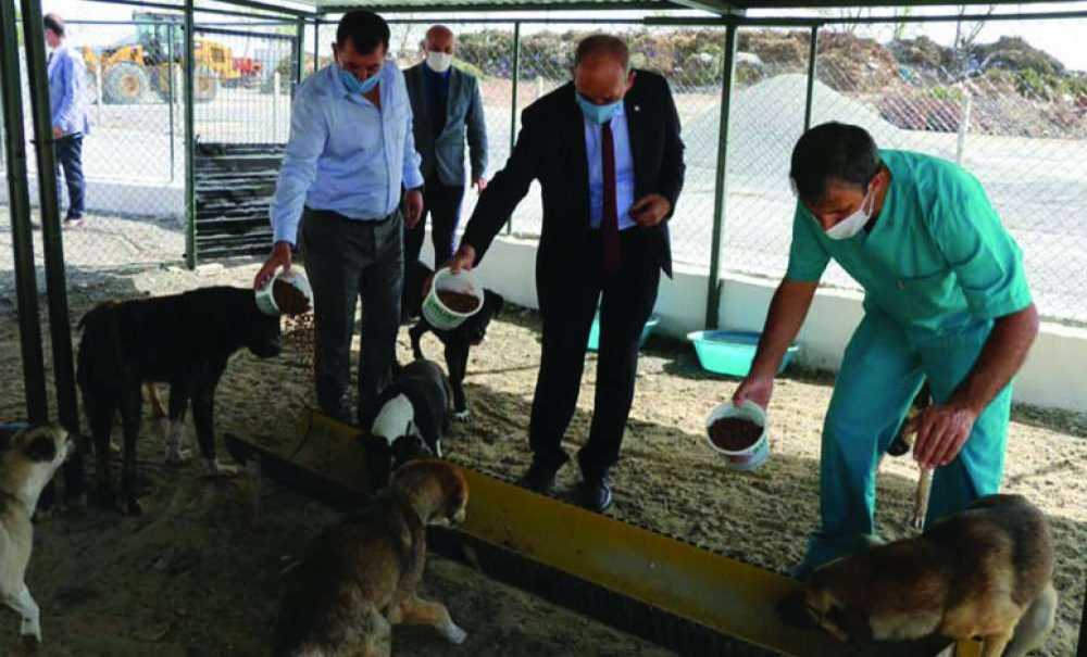 Sokak Hayvanlarının, Bakım Evi Yenilendi