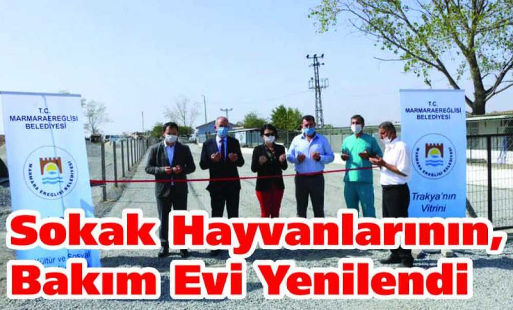 Sokak Hayvanlarının, Bakım Evi Yenilendi
