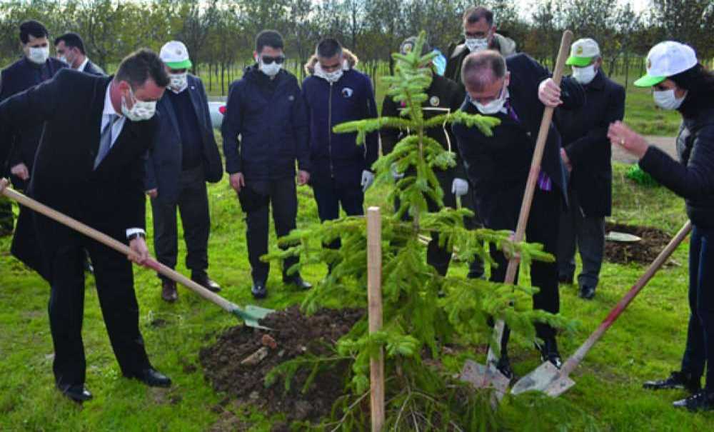 Çorlu'da Ağaçlar Toprakla Buluştu