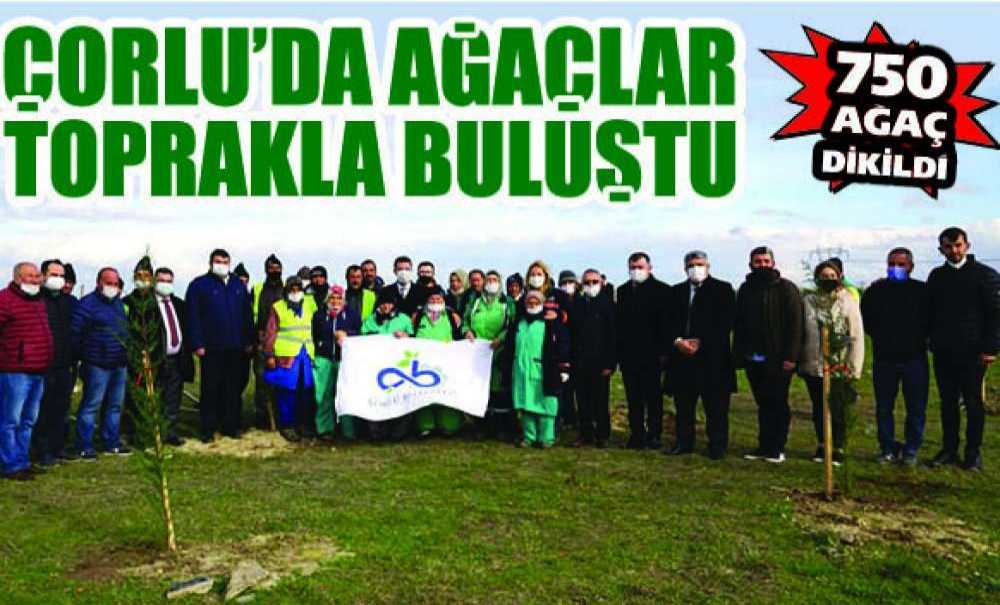 Çorlu'da Ağaçlar Toprakla Buluştu