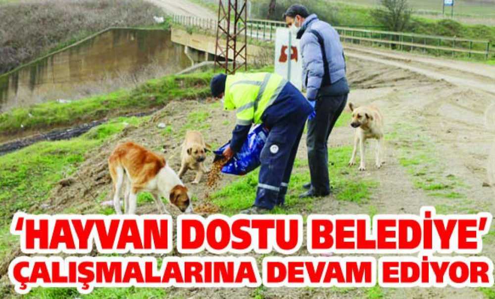 ‘Hayvan Dostu Belediye' Çalışmalarına Devam Ediyor