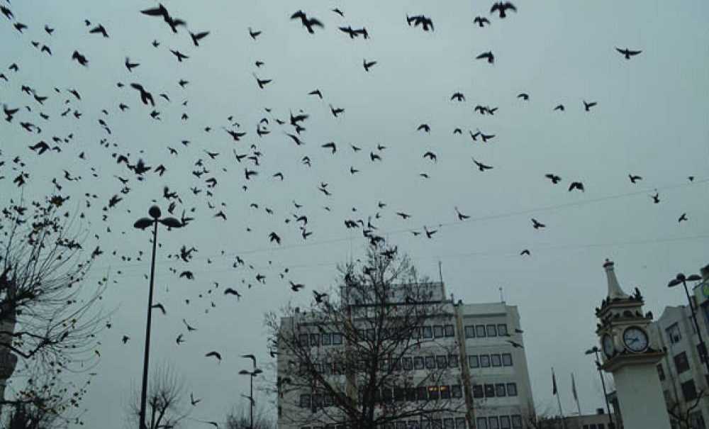 Güvercinler Renkli Görüntüler Oluşturuyor