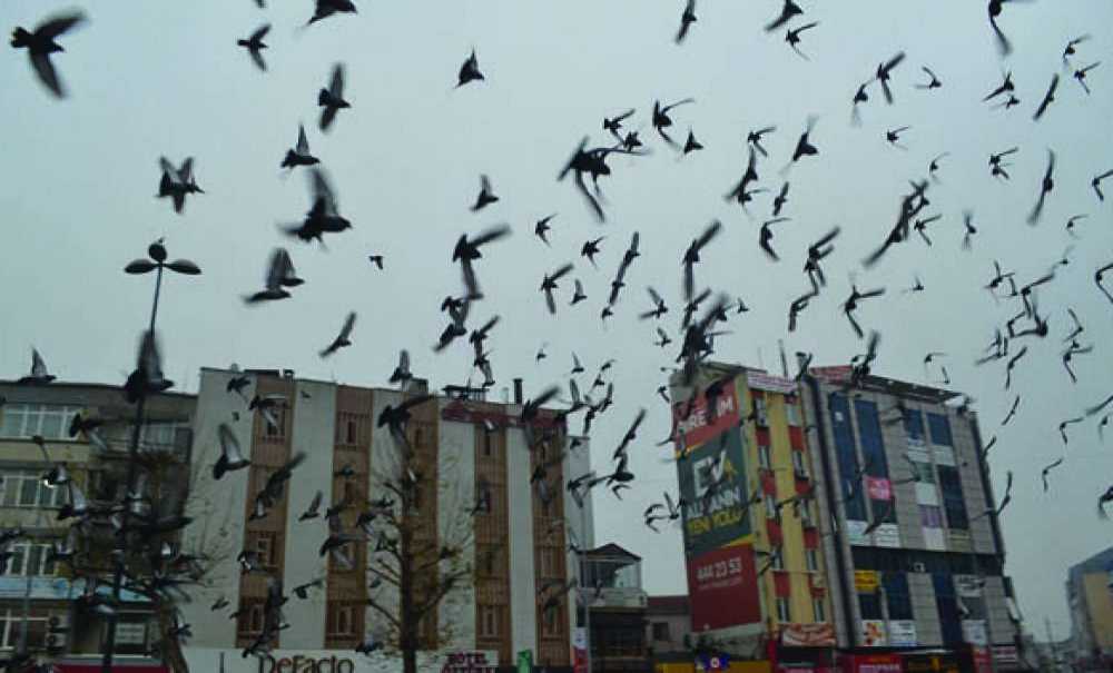Güvercinler Renkli Görüntüler Oluşturuyor